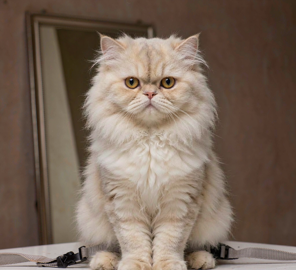 Persian cat after spa grooming