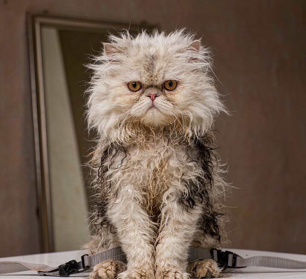Long-haired persian cat before grooming