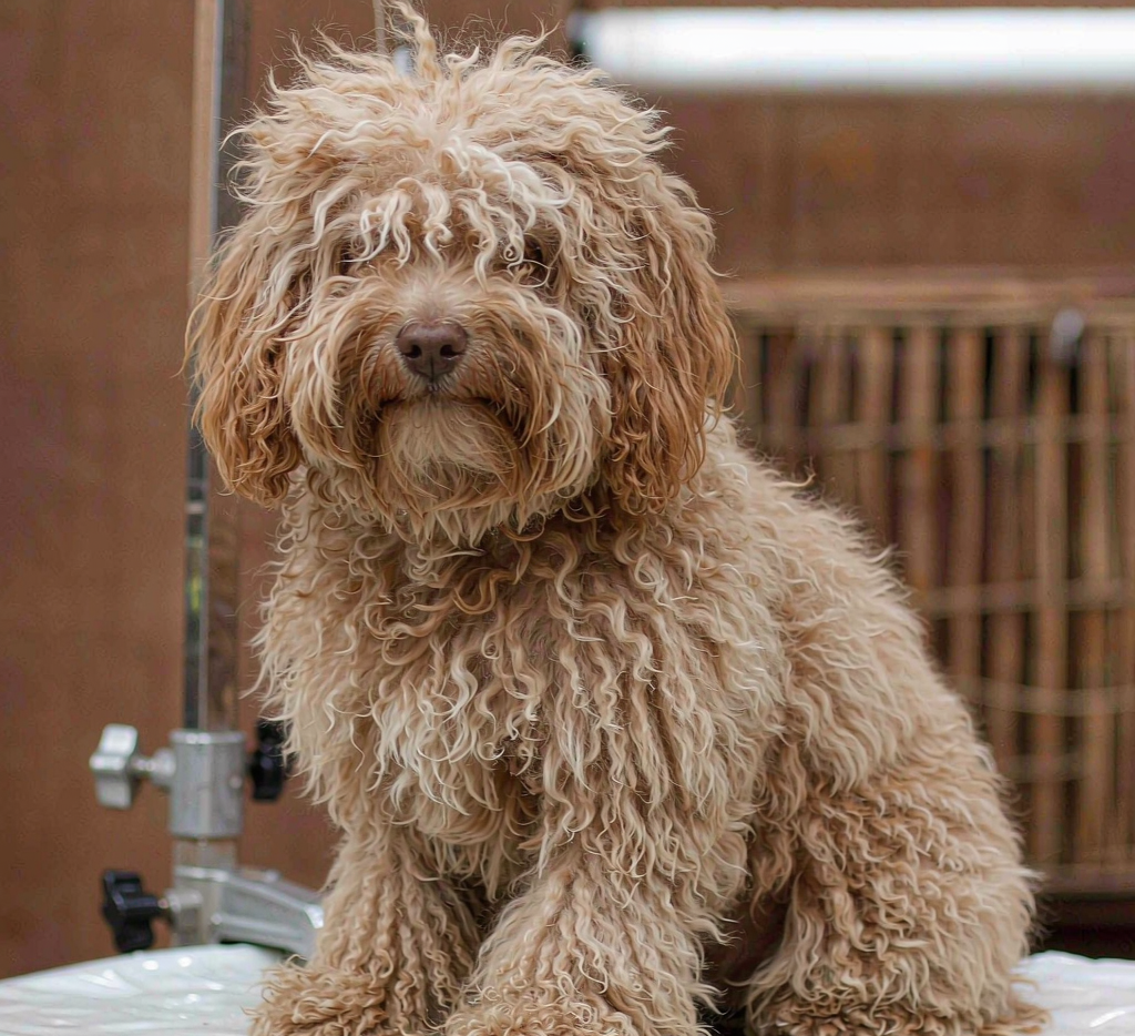 Overgrown toy poodle before grooming
