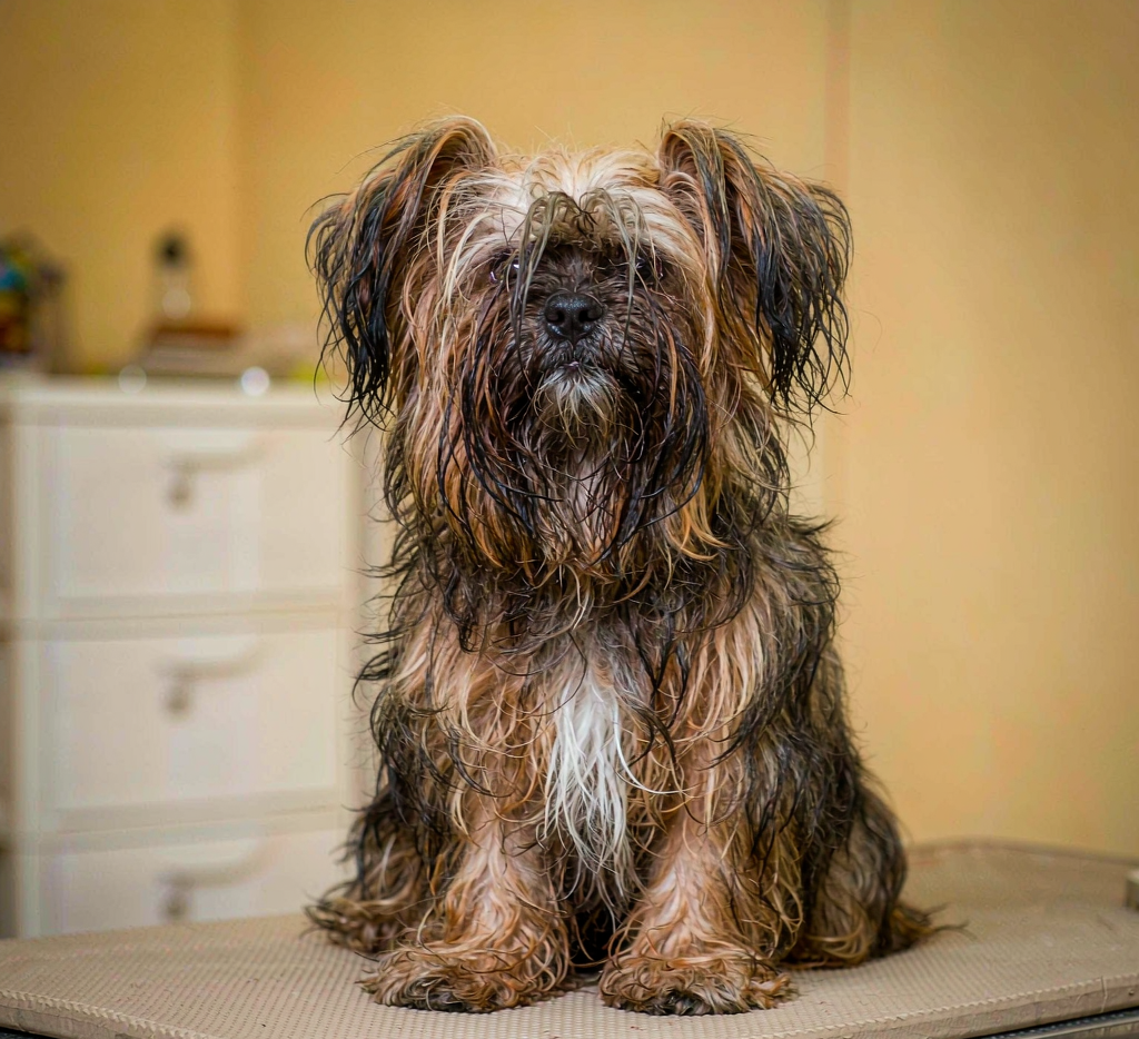 Matted shih tzu before grooming