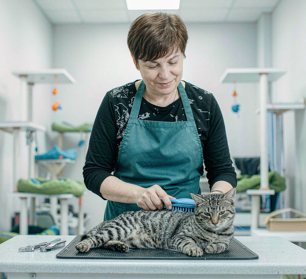 Groomer gently brushing a relaxed cat in the quiet cat suite
