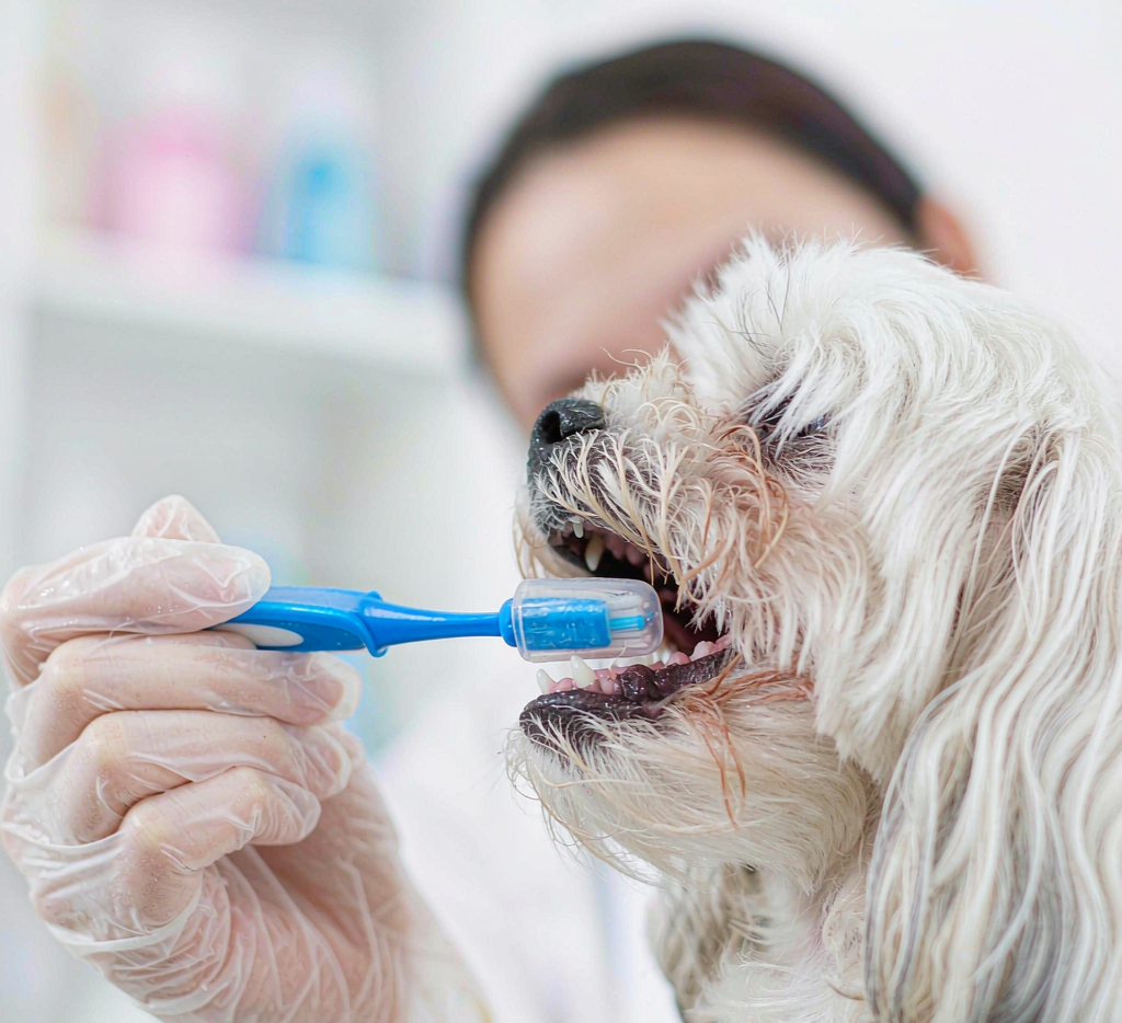 Groomer gently brushing a small dog's teeth