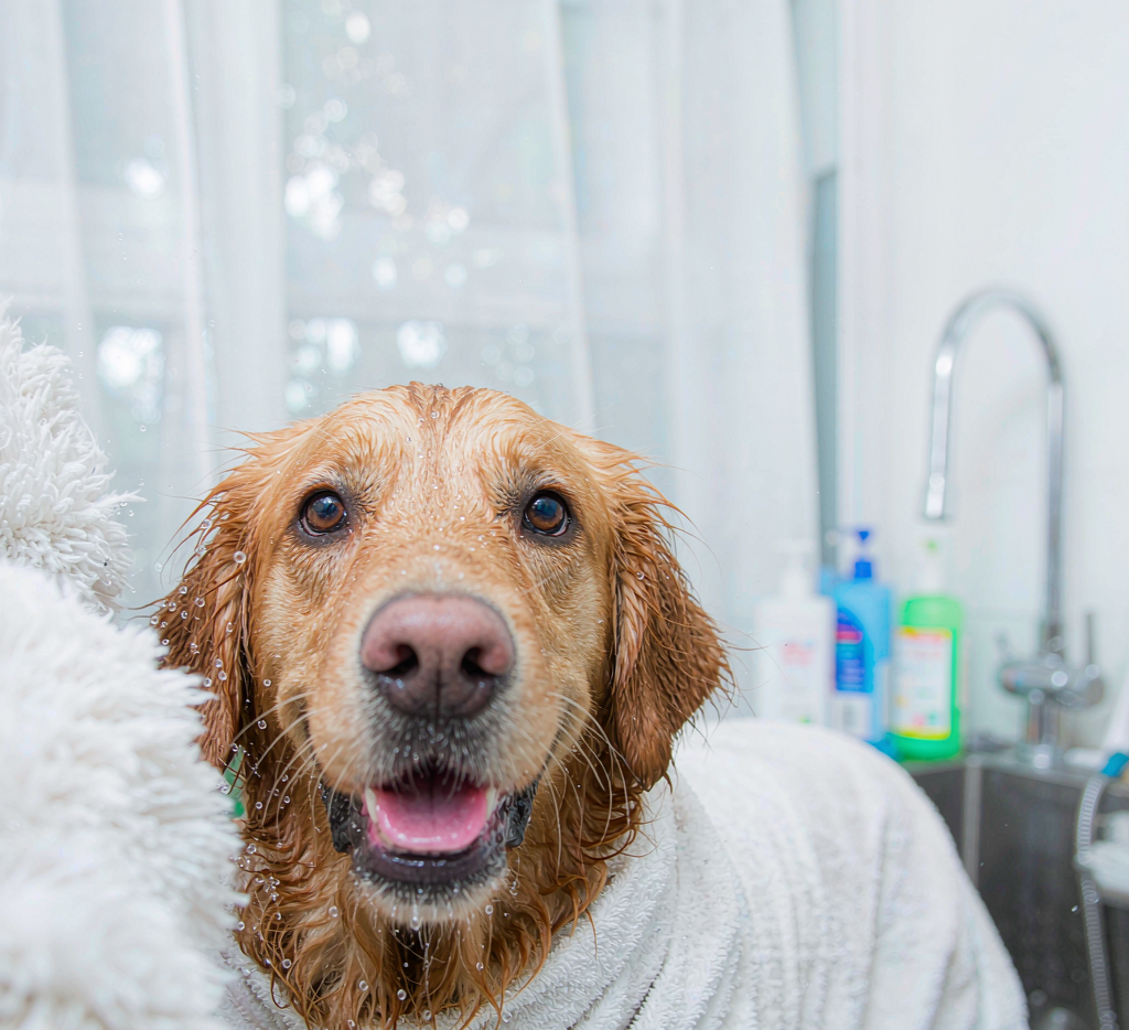 Golden retriever freshly bathed and wrapped in towel
