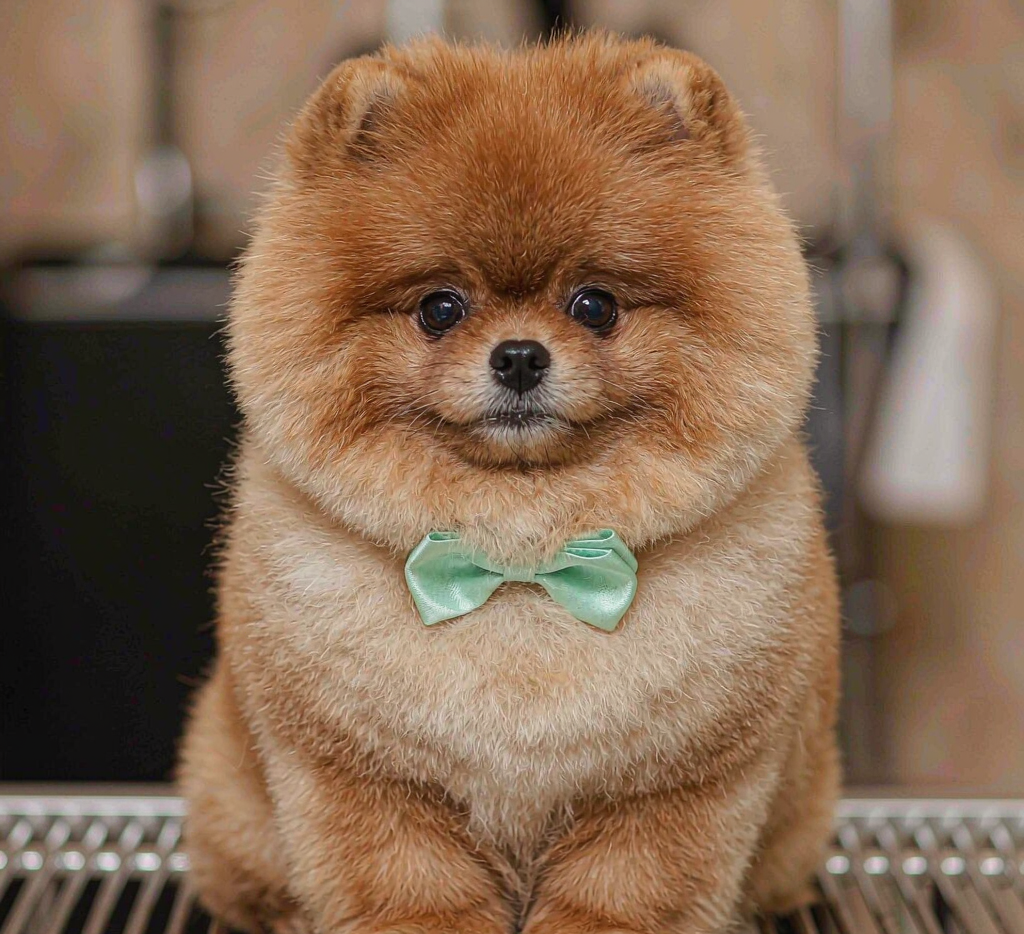 Pomeranian with round teddy bear cut