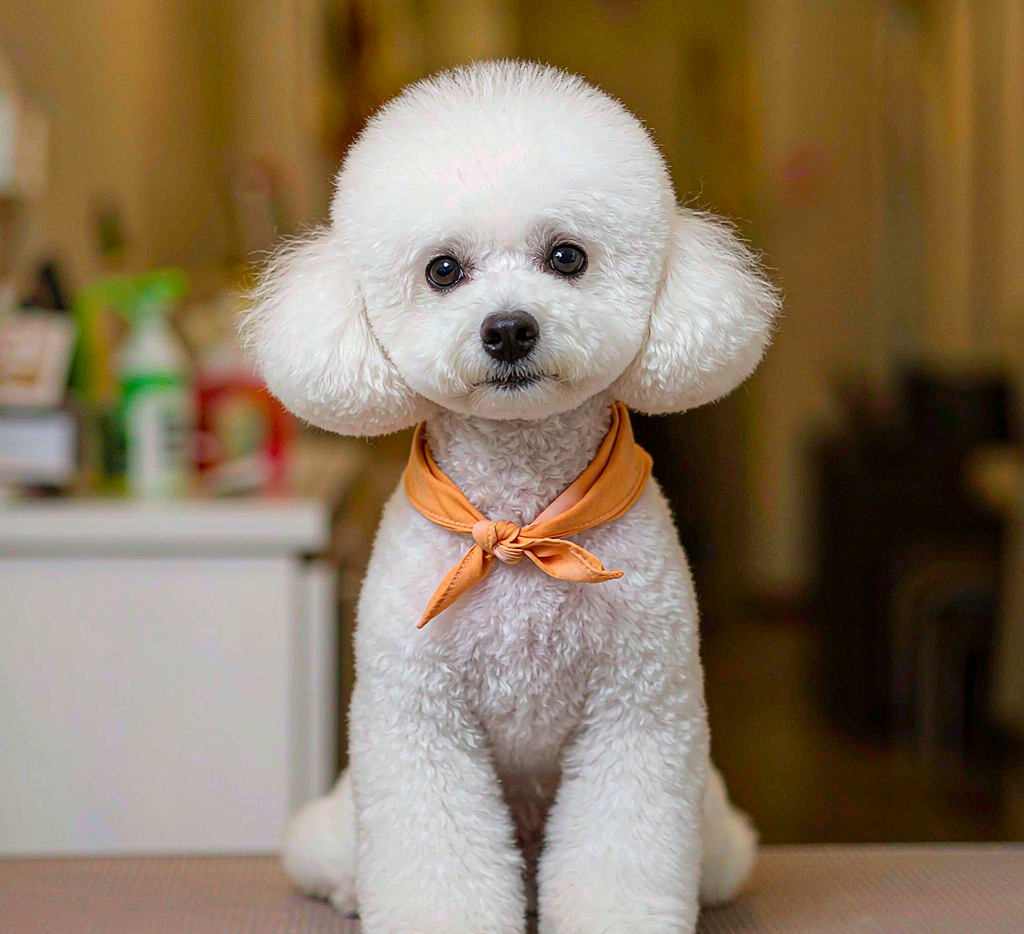 Toy poodle with round teddy bear haircut